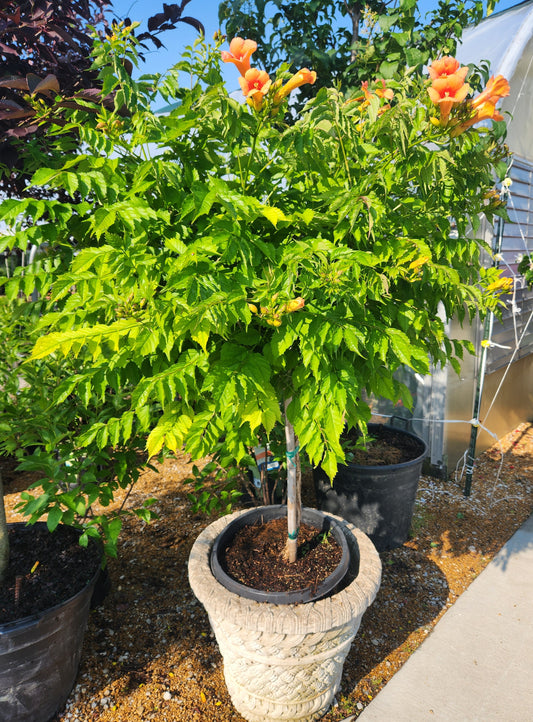 Vine, Trumpet 'Tango' (Campsis) Patio Tree