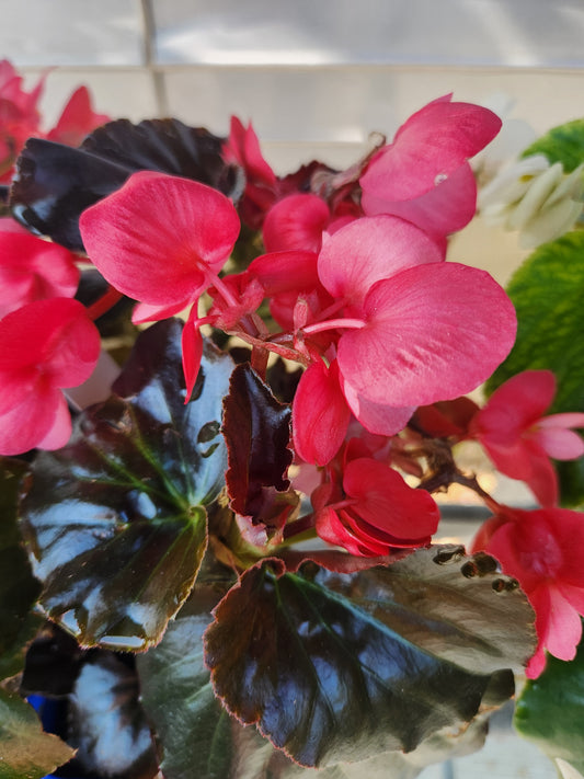 Begonia, Wax Fibrous Big Leaf (Begonia)