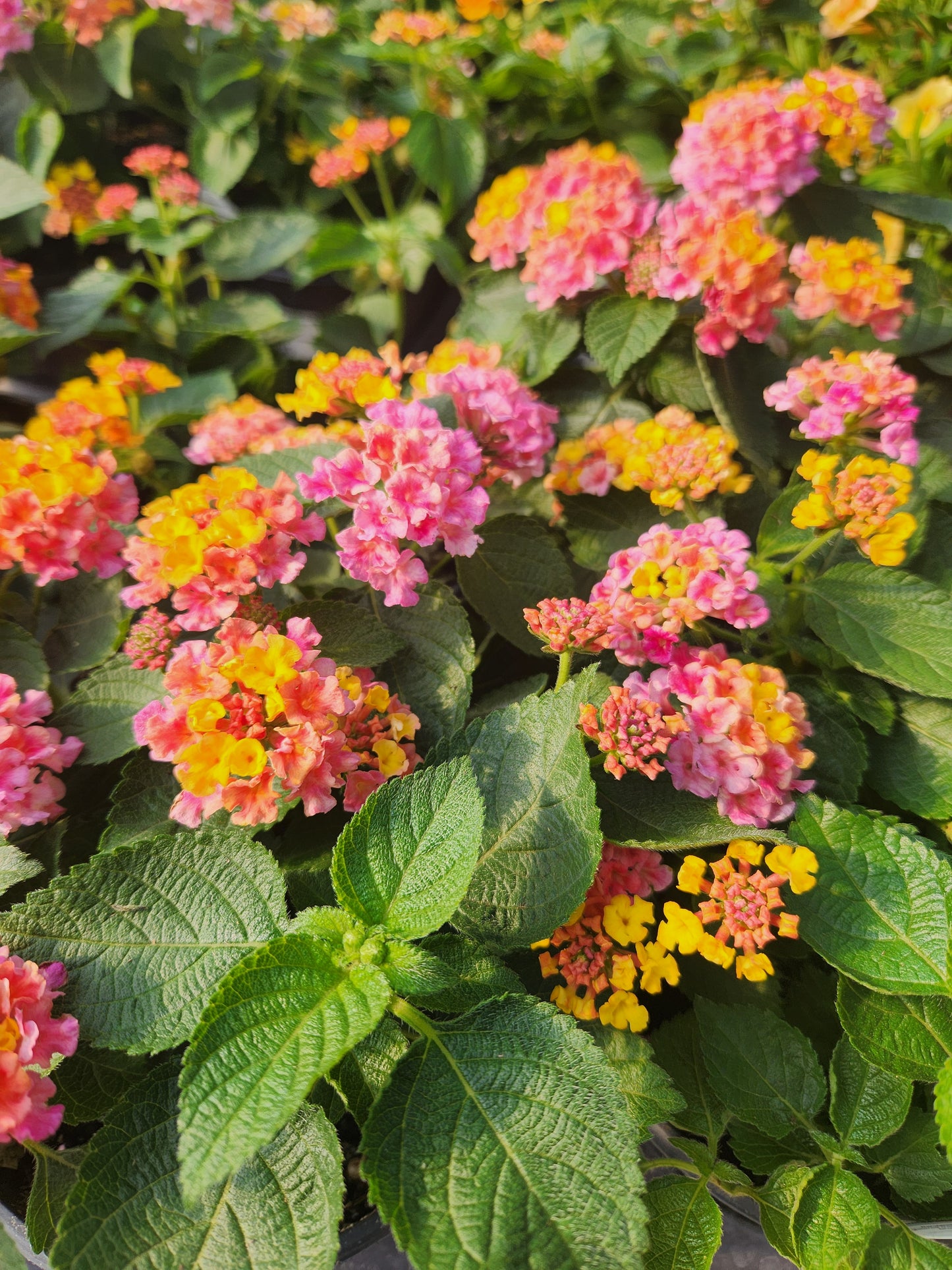 Calico Bush / Lantana, Bandana Series (Lantana)