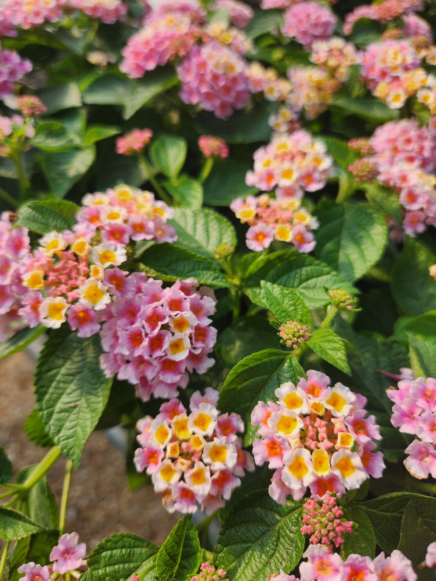 Calico Bush / Lantana, Bandana Series (Lantana)