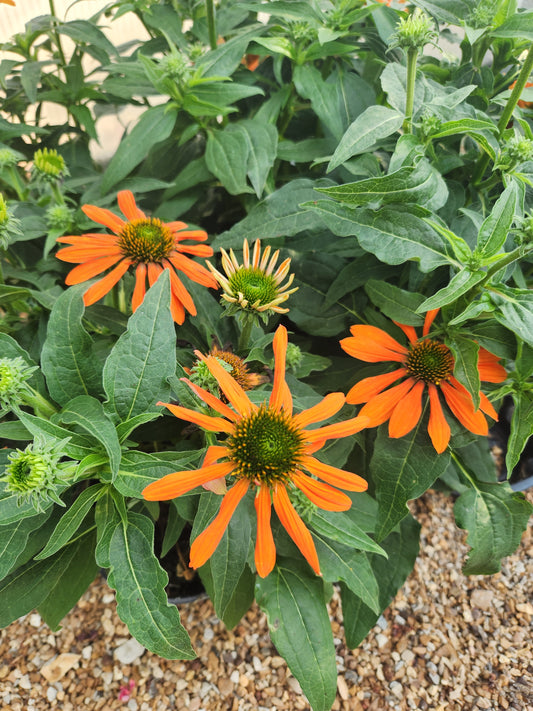 Coneflower, 'Sombrero Adobe Orange' (Echinacea)