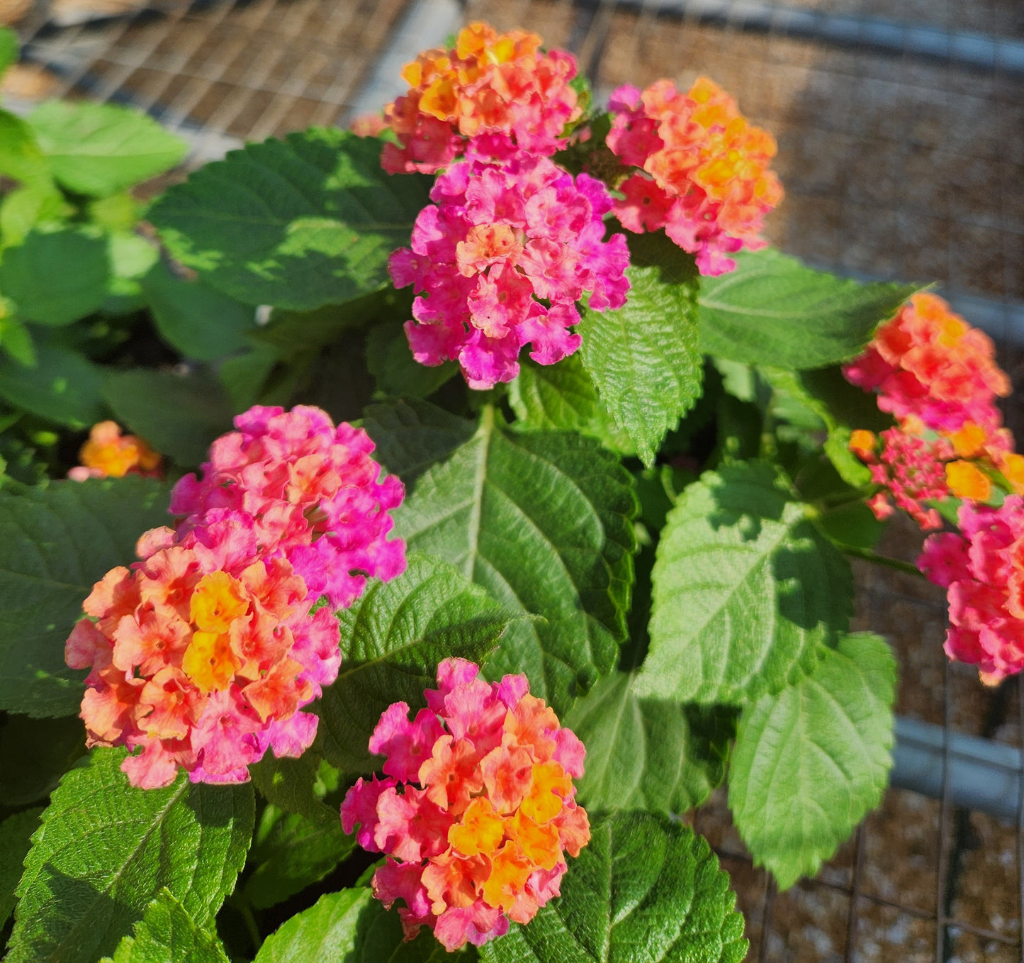 Calico Bush / Lantana, Bandana Series (Lantana)