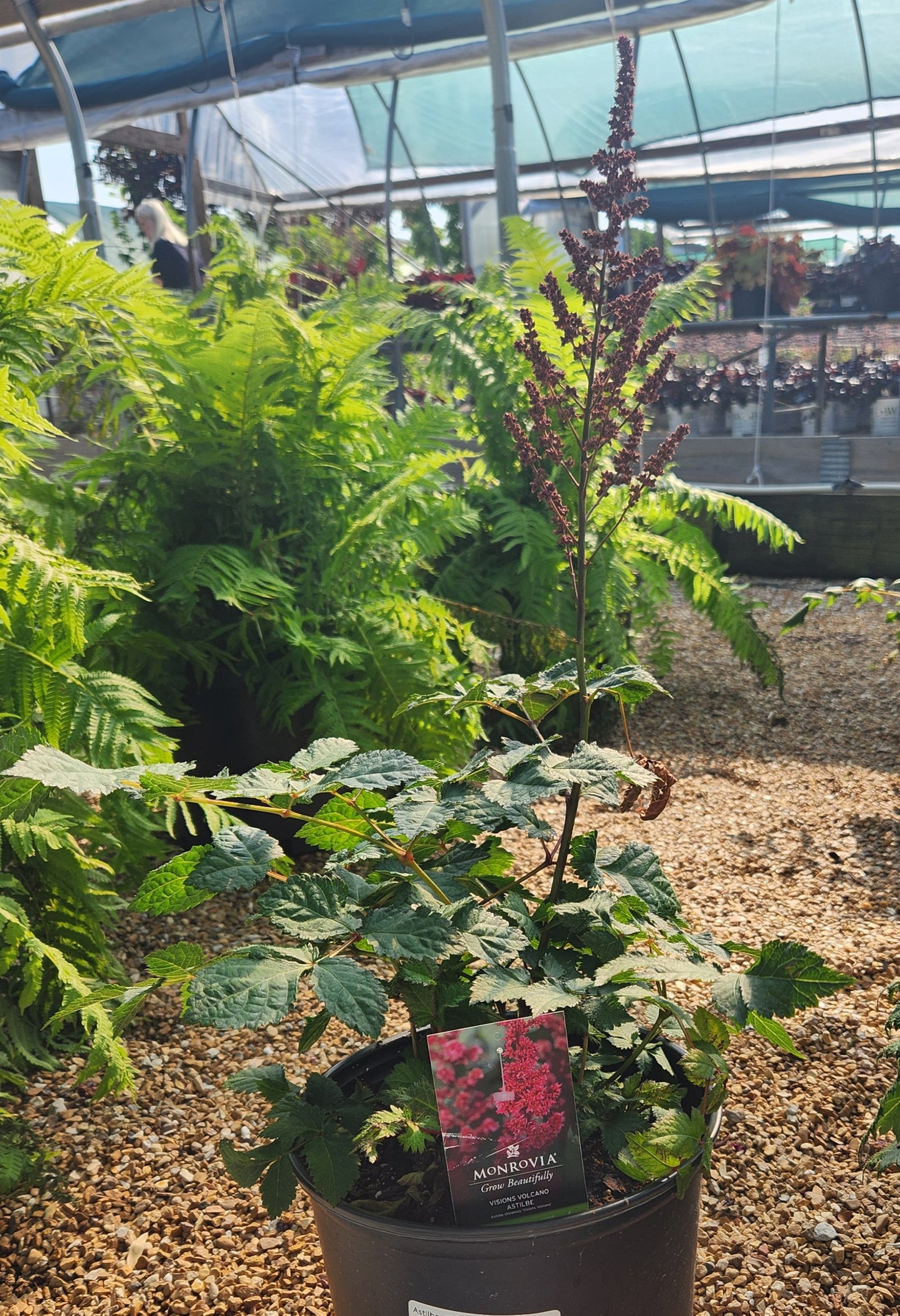 False Goat's Beard / False Spirea 'Visions Volcano' (Astilbe, Chinese)