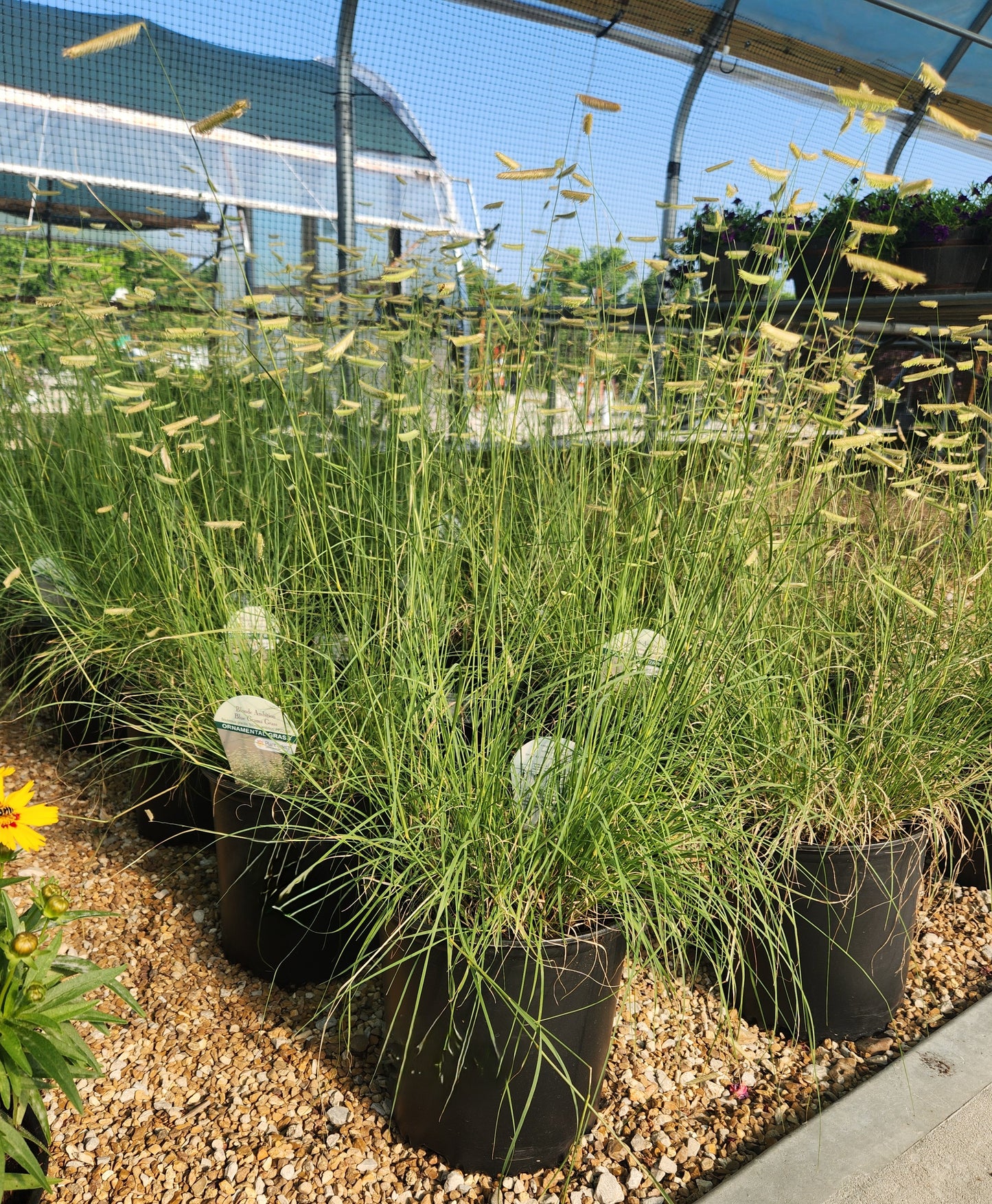 Grass, Blue Grama 'Blonde Ambition' (Bouteloua)