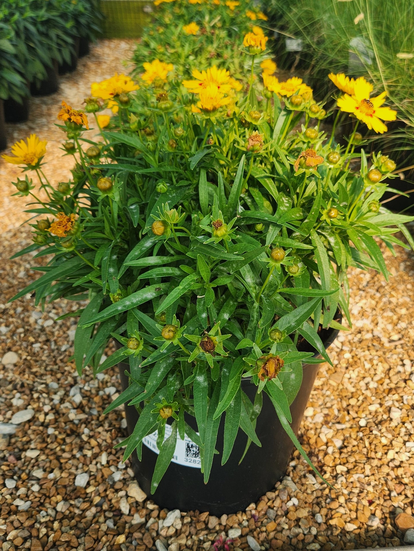 Tickseed, Large-Flowered 'Solanna Bright Touch' (Coreopsis)