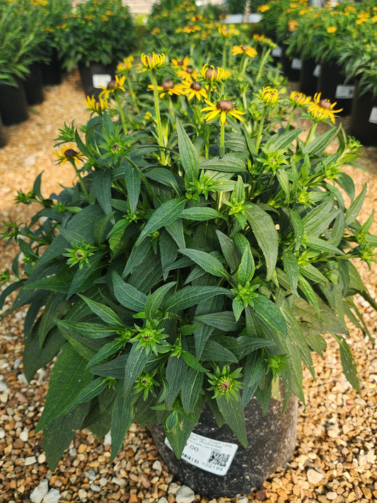 Black-eyed Susan, Dwarf 'Little Goldstar' (Rudbeckia)