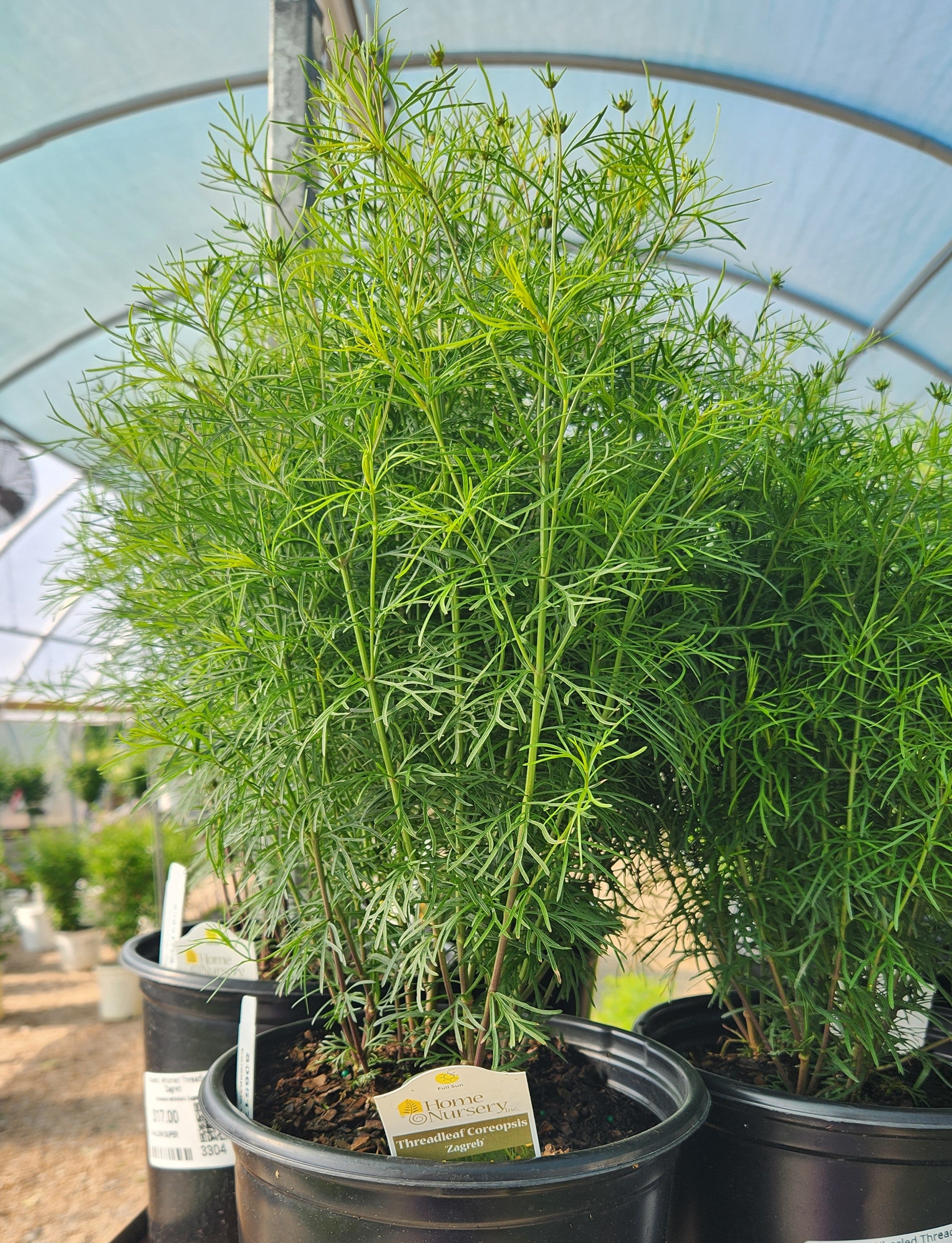 Tickseed, Whorled Threadleaf 'Zagreb' (Coreopsis) – Passiglia
