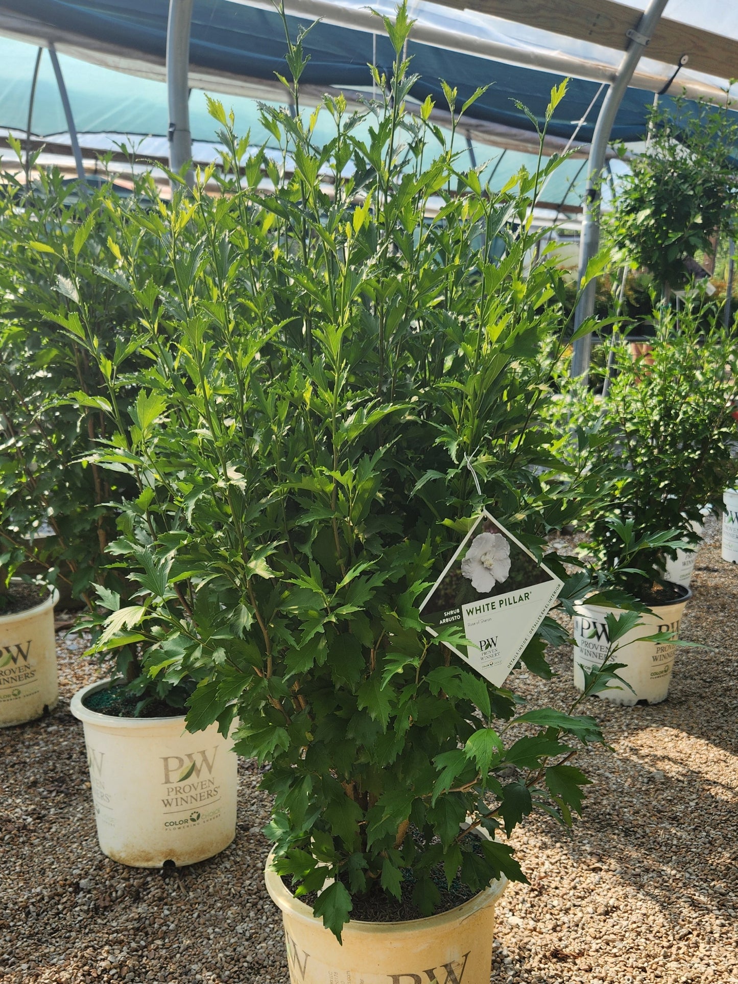 Rose-of-Sharon / Althea 'White Pillar' (Hibiscus)