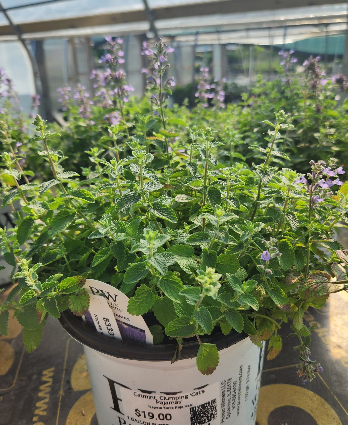 Catmint, Clumping 'Cat's Pajamas' (Nepeta)