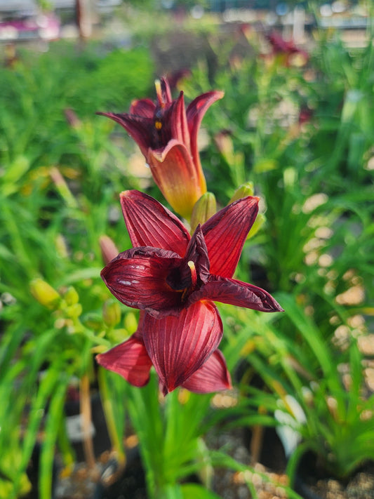 Daylily 'Ruby Stella' (Hemerocallis)
