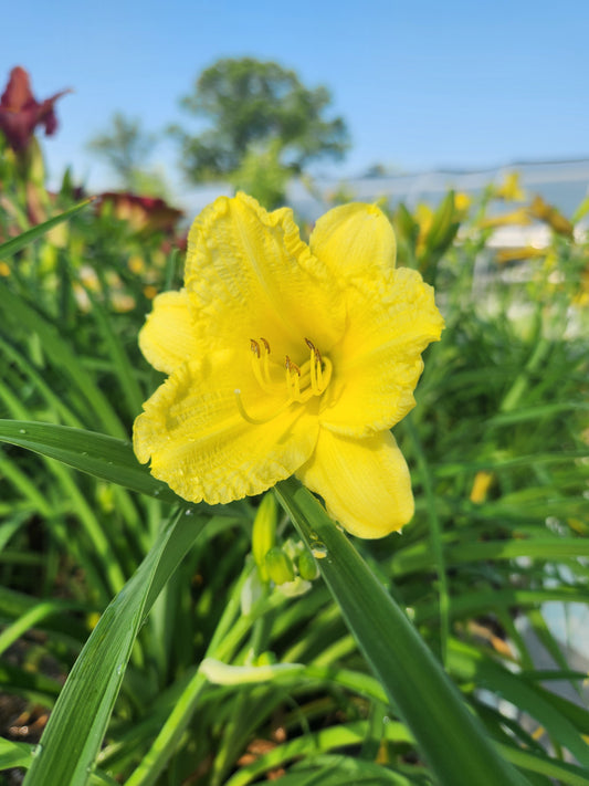 Daylily 'Happy Returns' (Hemerocallis)