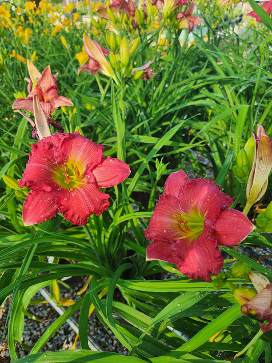 Daylily 'Happy Ever After Passionate Returns' (Hemerocallis)