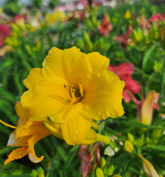Daylily 'Mini Stella' (Hemerocallis)