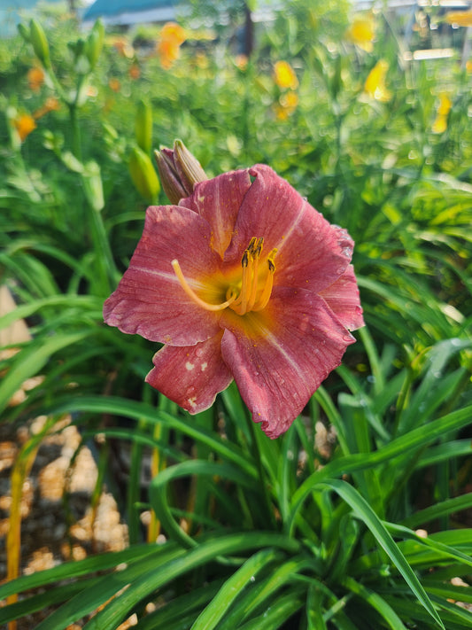 Daylily 'Endlesslily Coral' (Hemerocallis)