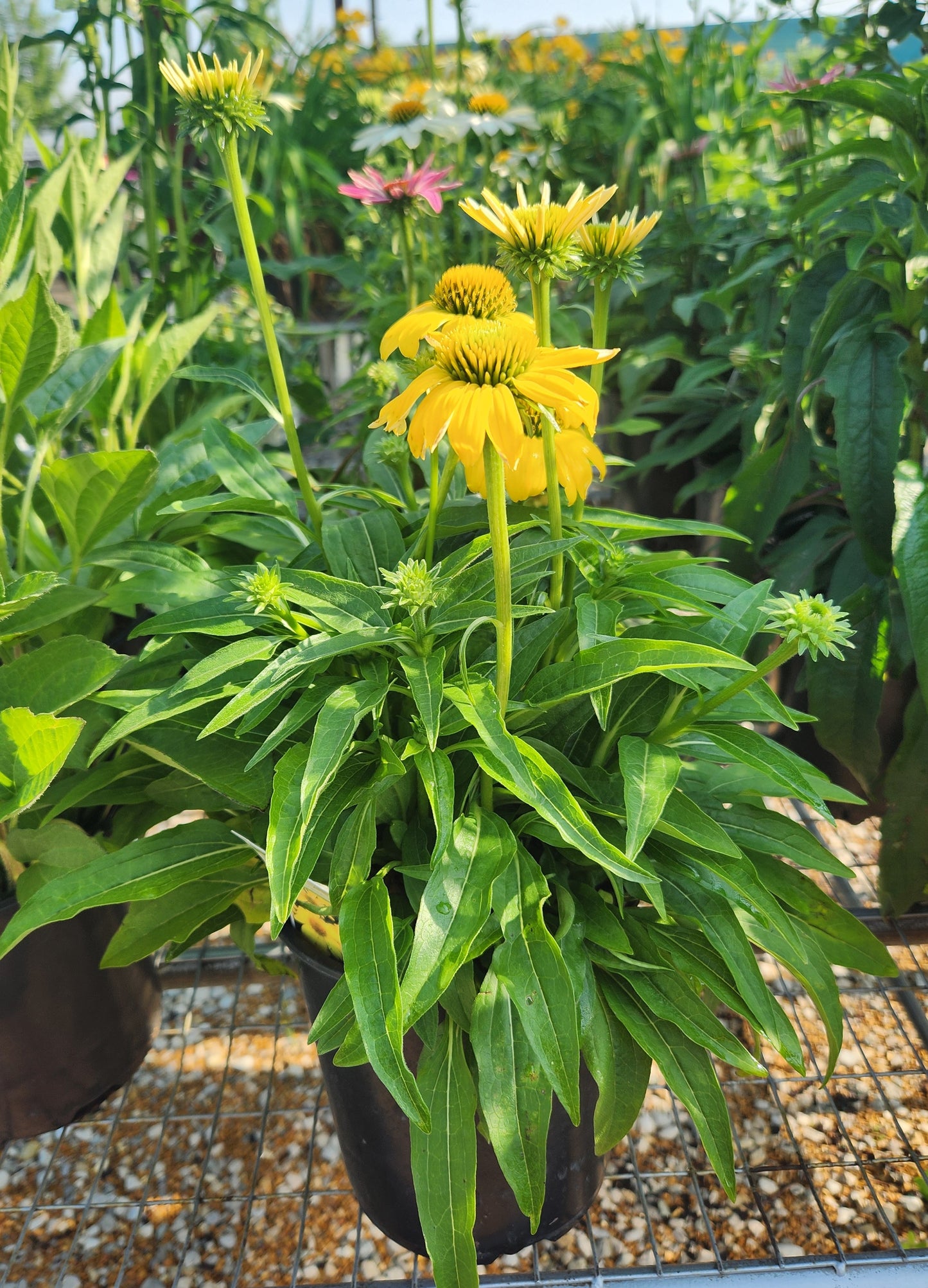 Coneflower, 'Sombrero Lemon Yellow' (Echinacea)
