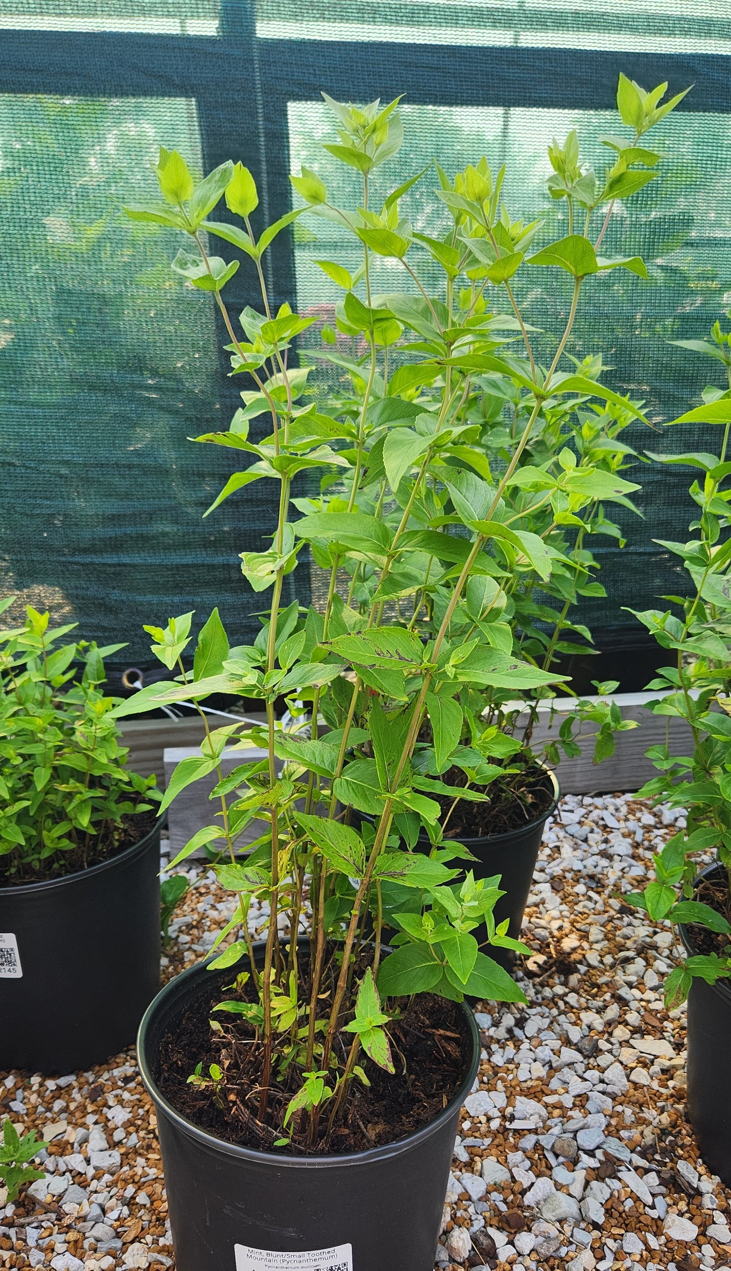 Mint, Blunt/Small Toothed Mountain (Pycnanthemum)