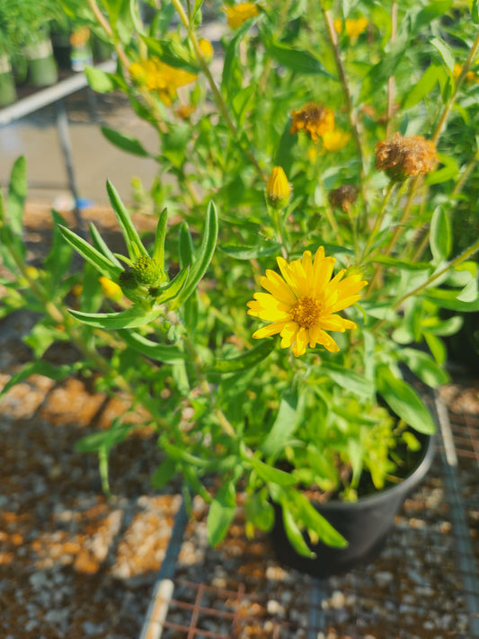 Aster, Prairie Golden (Heterothecum)
