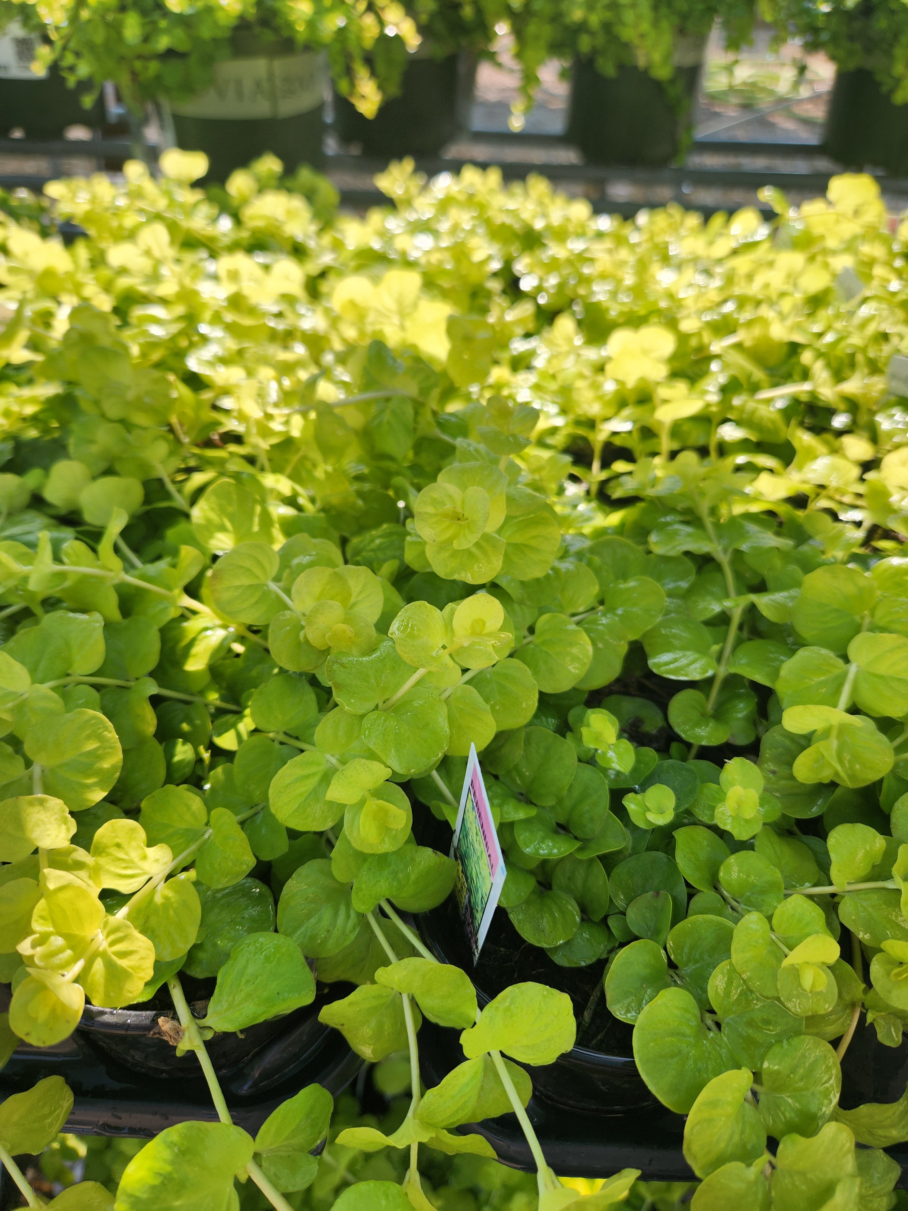 Moneywort, Golden / Creeping Jenny 'Goldilocks' (Lysimachia