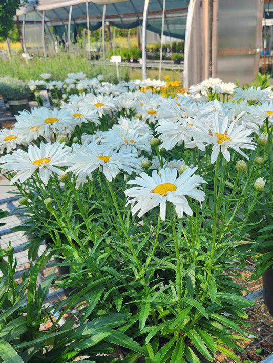 Daisy, Shasta 'Whoops a Daisy' (Leucanthemum)
