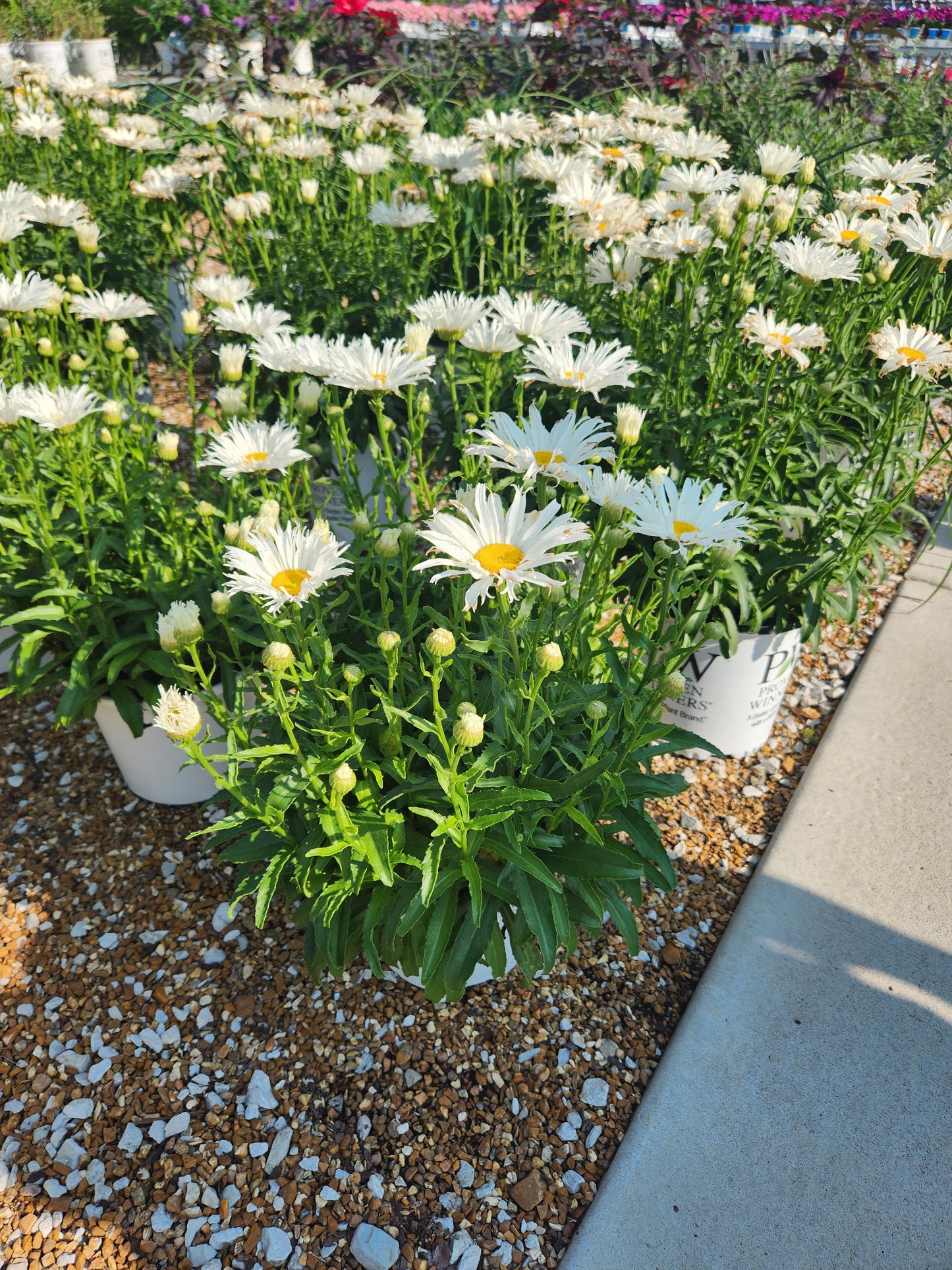Daisy, Shasta 'Ice Cream Dream' (Leucanthemum)