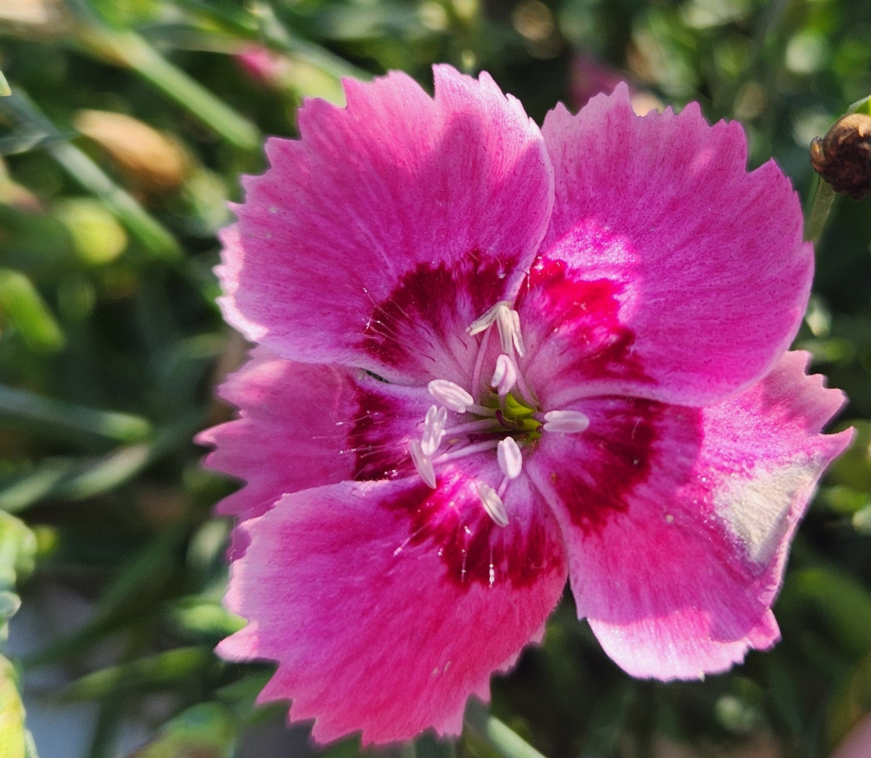 Pinks, Carnation Cheddar / Border 'EverBloom Strawberry Tart' (Dianthu ...