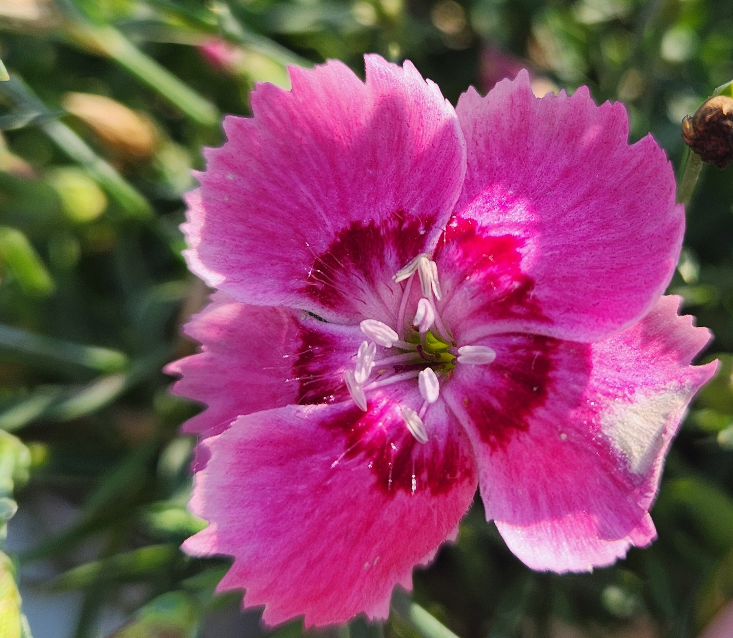 Pinks, Carnation Cheddar / Border 'EverBloom Strawberry Tart' (Dianthus)