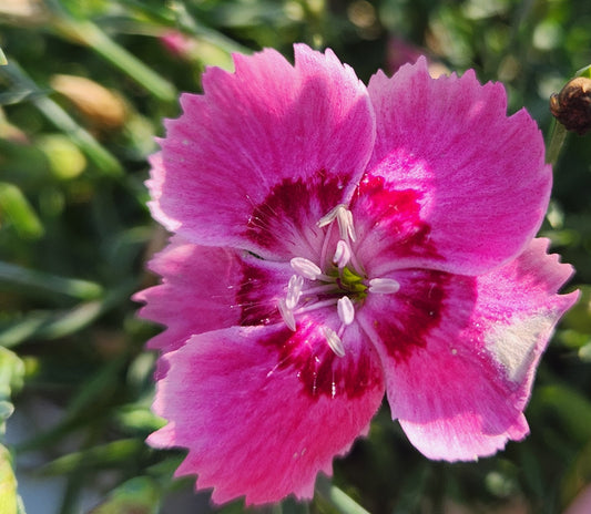Pinks, Carnation Cheddar / Border 'EverBloom Strawberry Tart' (Dianthus)