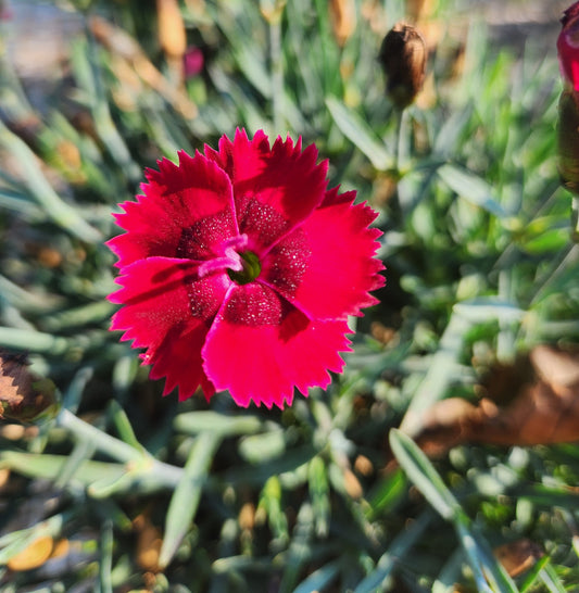 Pinks, Carnation Alpine 'Star Single Fire Star Improved' (Dianthus)