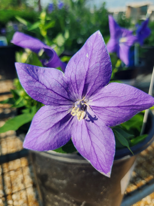 Balloon Flower, Dwarf 'Sentimental Blue' (Platycodon)