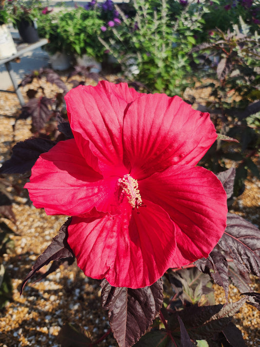Rose Mallow, Hardy 'Moonshadow Morello' (Hibiscus)