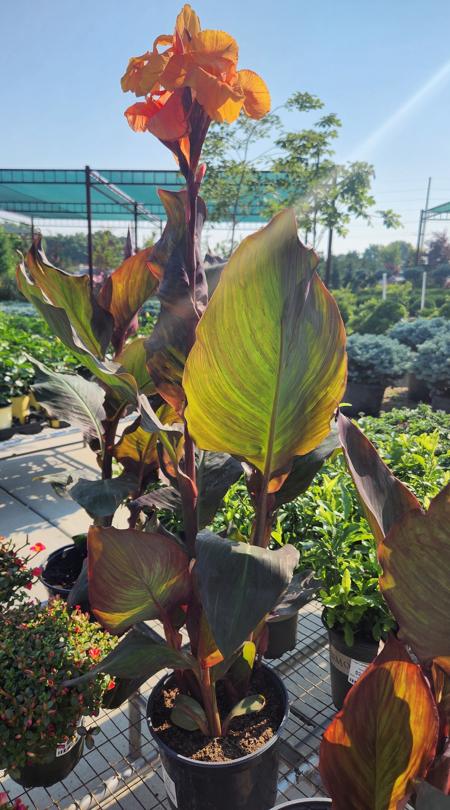 Indian Shot / African Arrowroot 'Wyoming' (Canna)