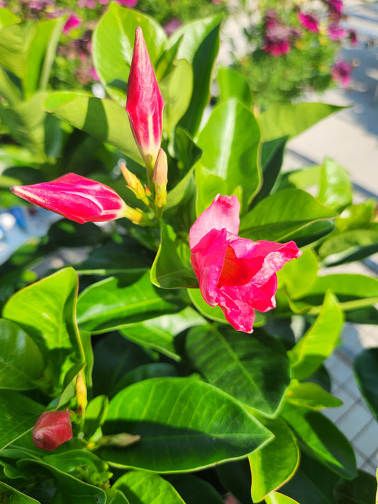 Vine, Mandevilla 'Madinia Coral Pink'