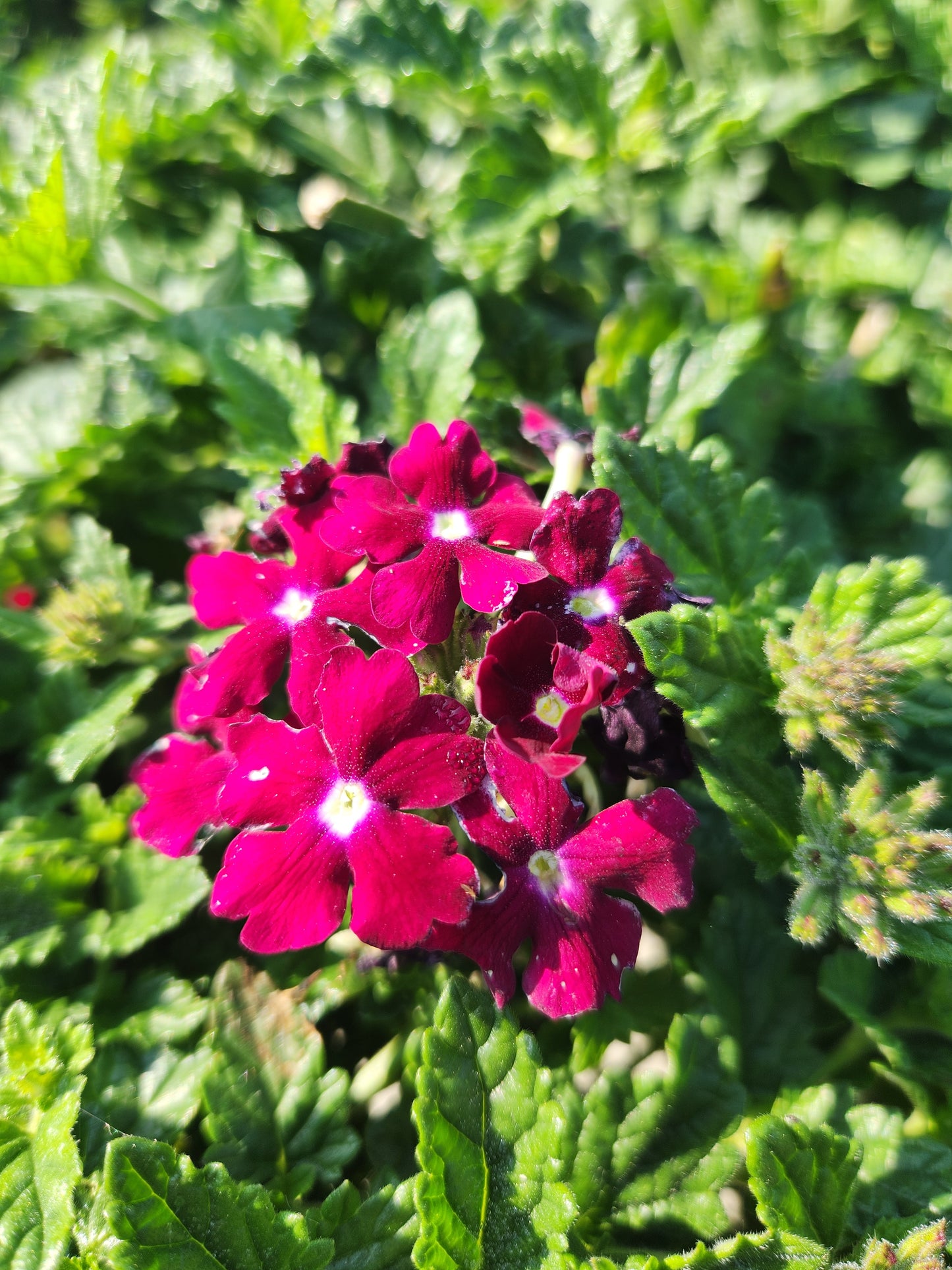 Verbena, Garden 'EndraScape Burgundy' (Glandularia)