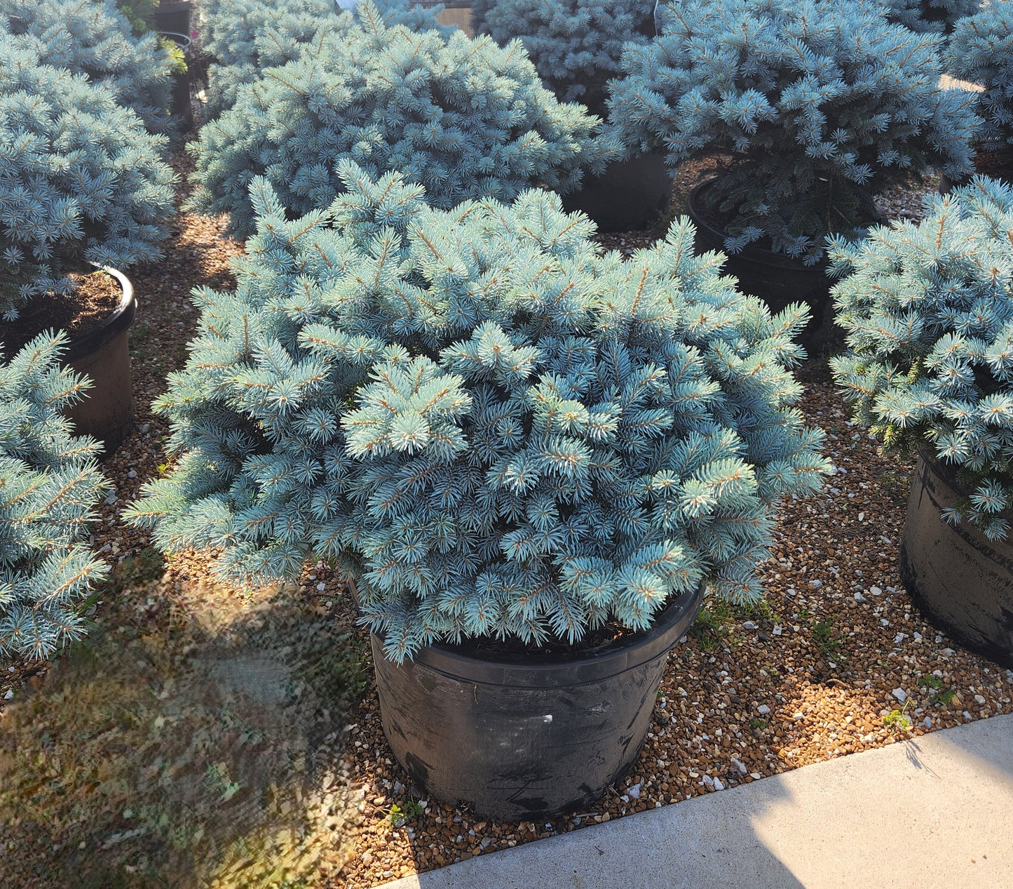 Spruce, Blue Globe 'Glauca Globosa' (Picea) Low Mound