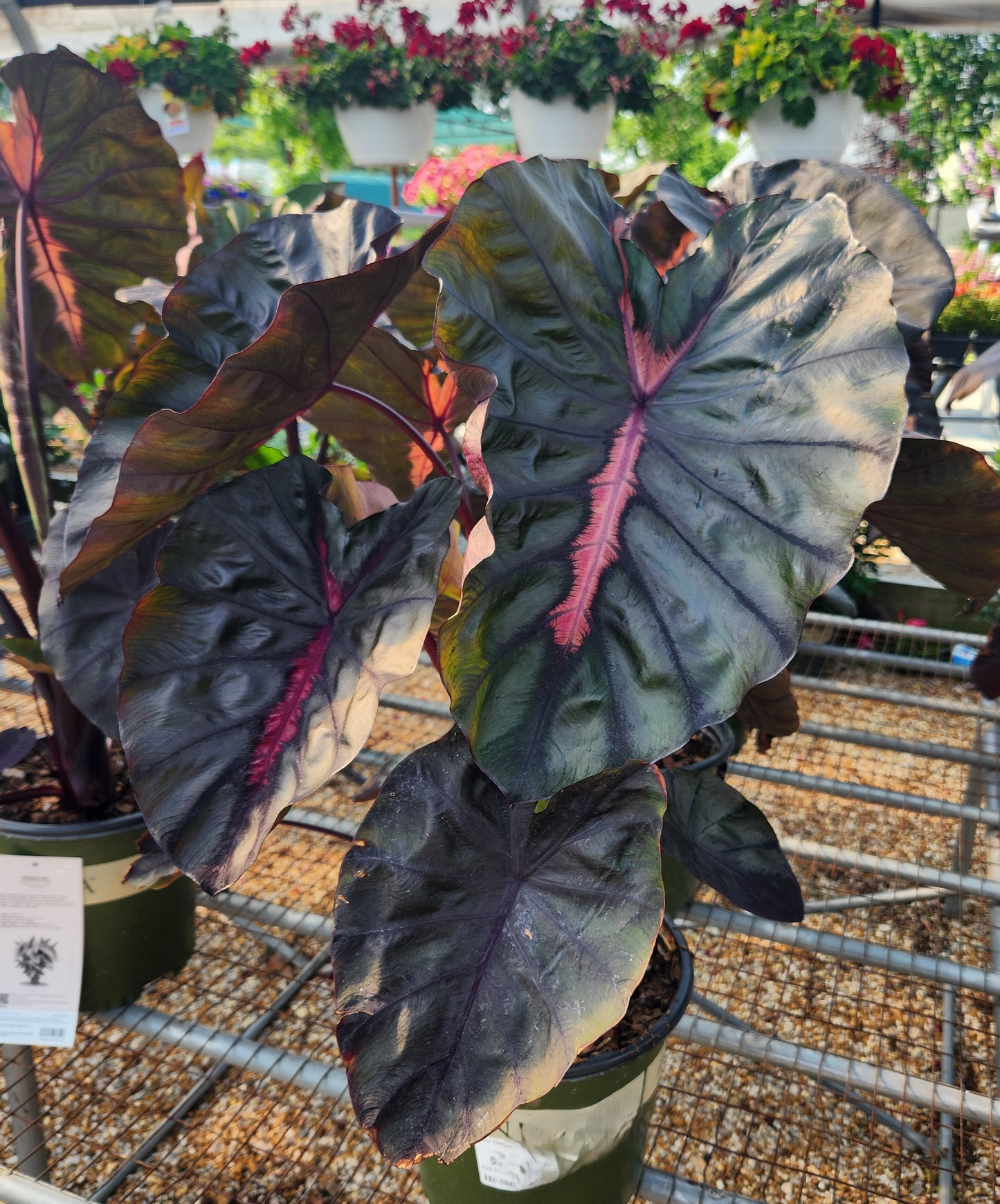 Elephant Ears / Taro 'Redemption' (Colocasia)