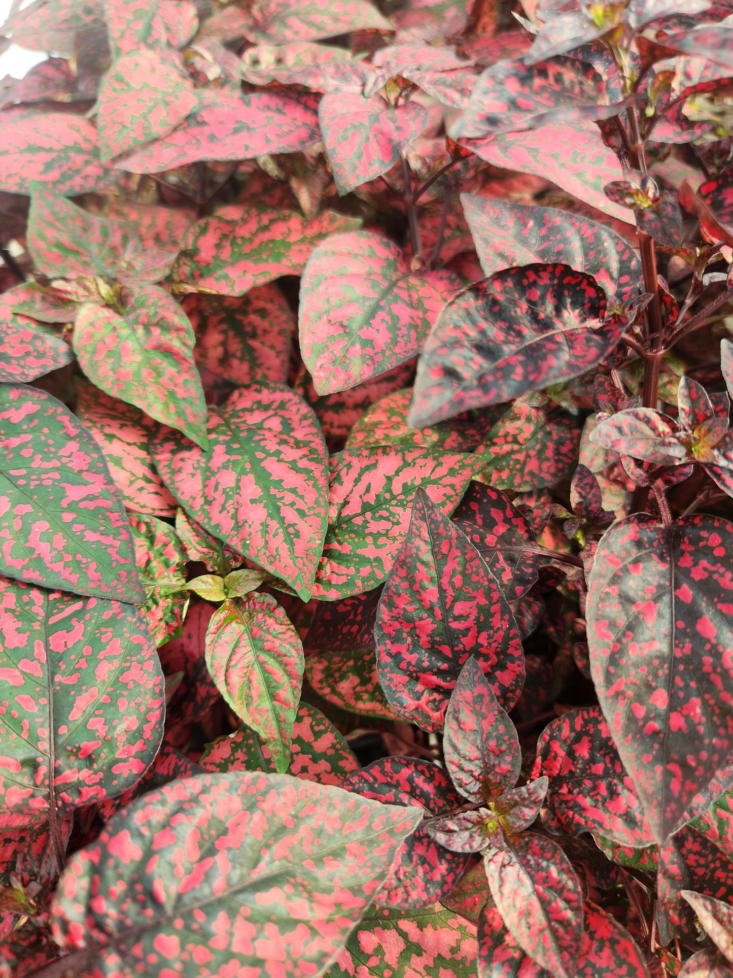 Polka Dot Plant / Splash Plant (Hypoestes)