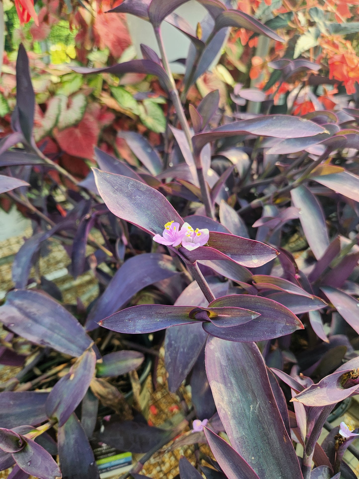 Purple Heart / Moses-in-a-Boat 'Purpurea' (Tradescantia)