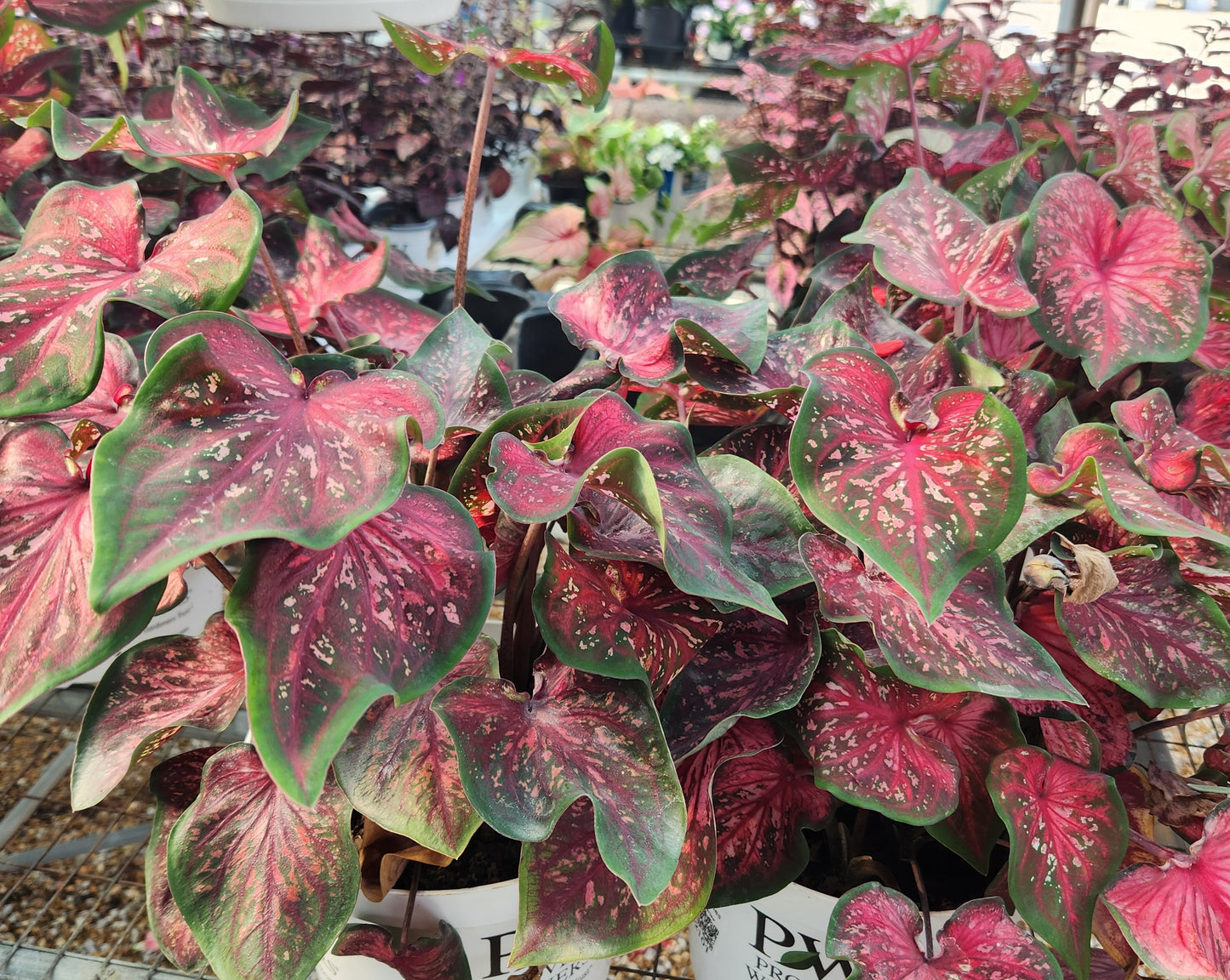 Angel Wings "Heart to Heart Series" (Caladium)