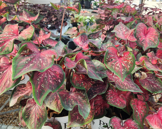 Angel Wings "Heart to Heart Series" (Caladium)