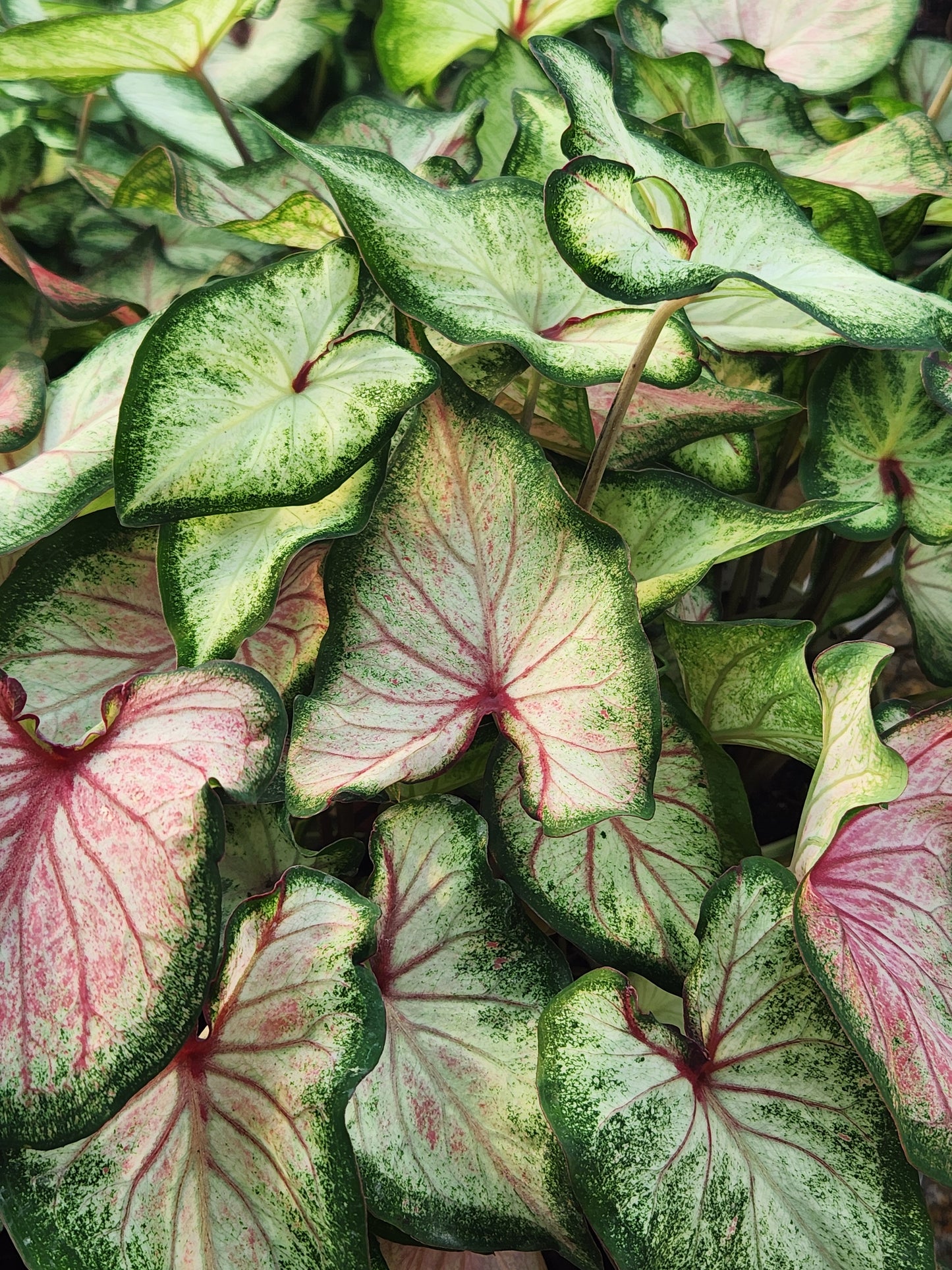 Angel Wings "Heart to Heart Series" (Caladium)