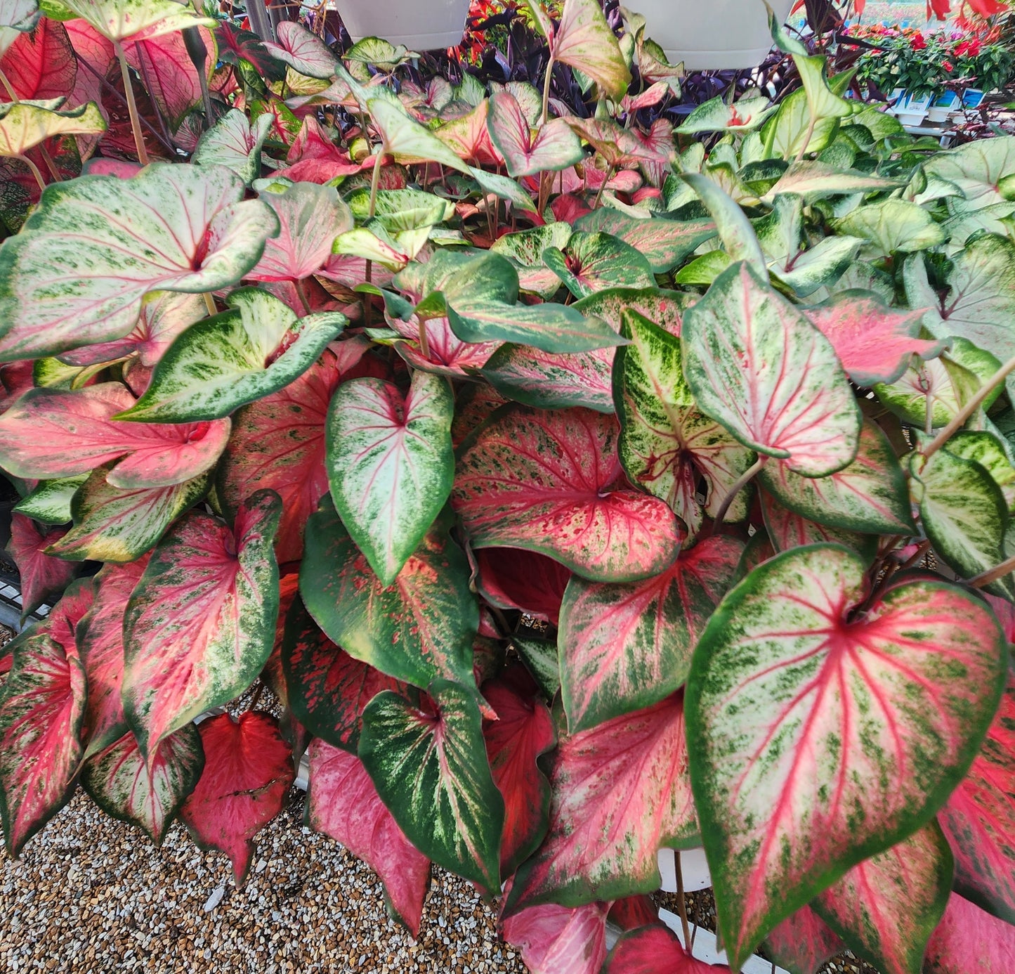 Angel Wings "Heart to Heart Series" (Caladium)