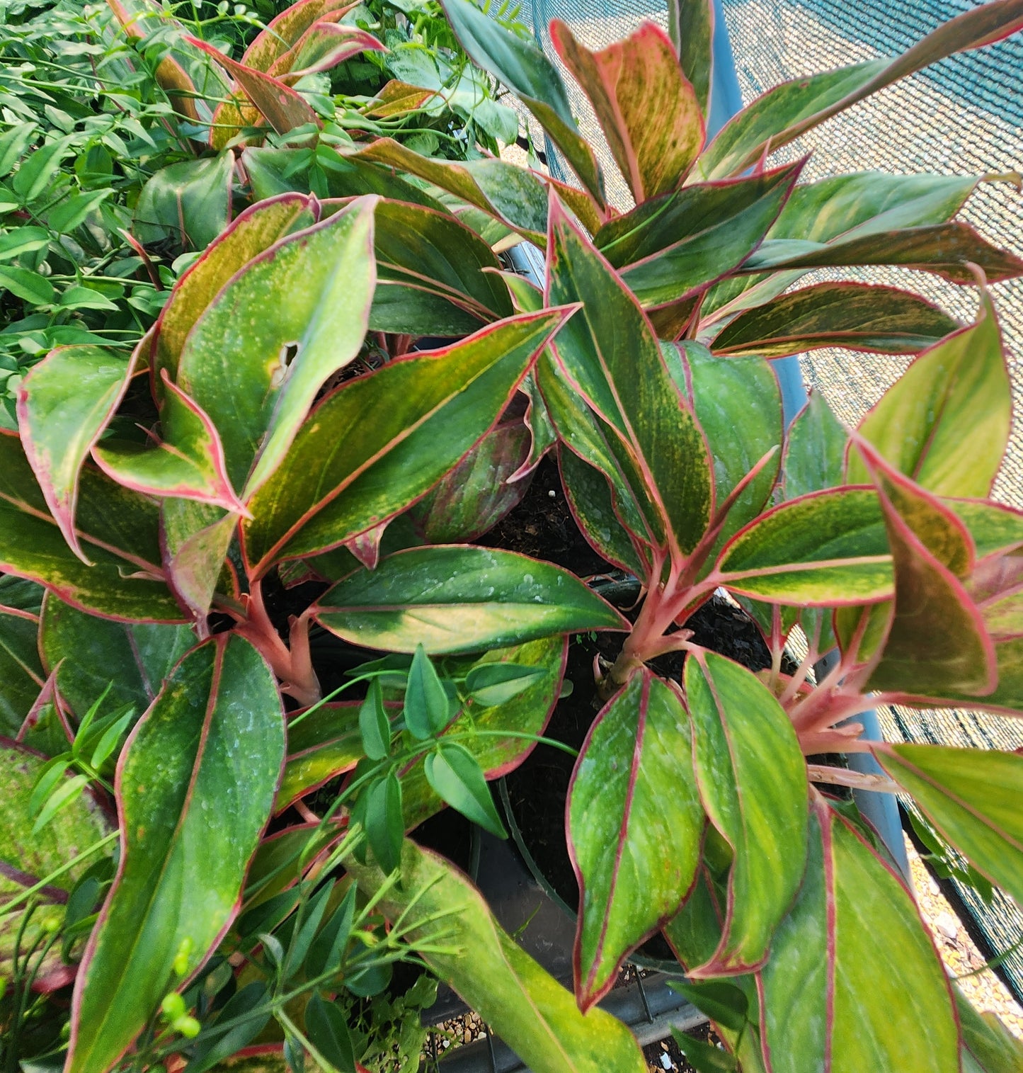 Chinese Evergreen (Aglaonema)