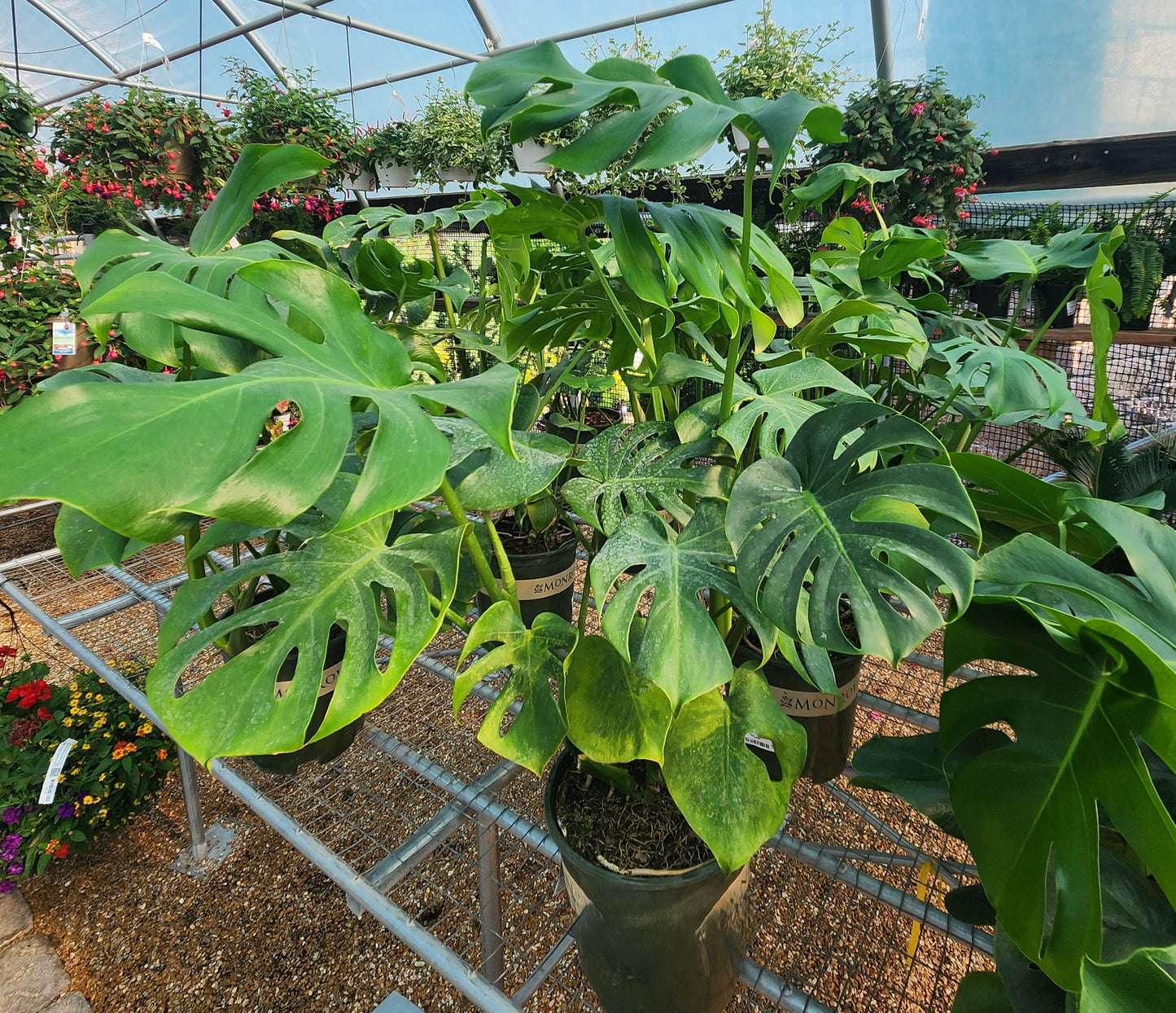 Philodendron, Dwarf Swiss Cheese 'Tauerii' (Monstera)