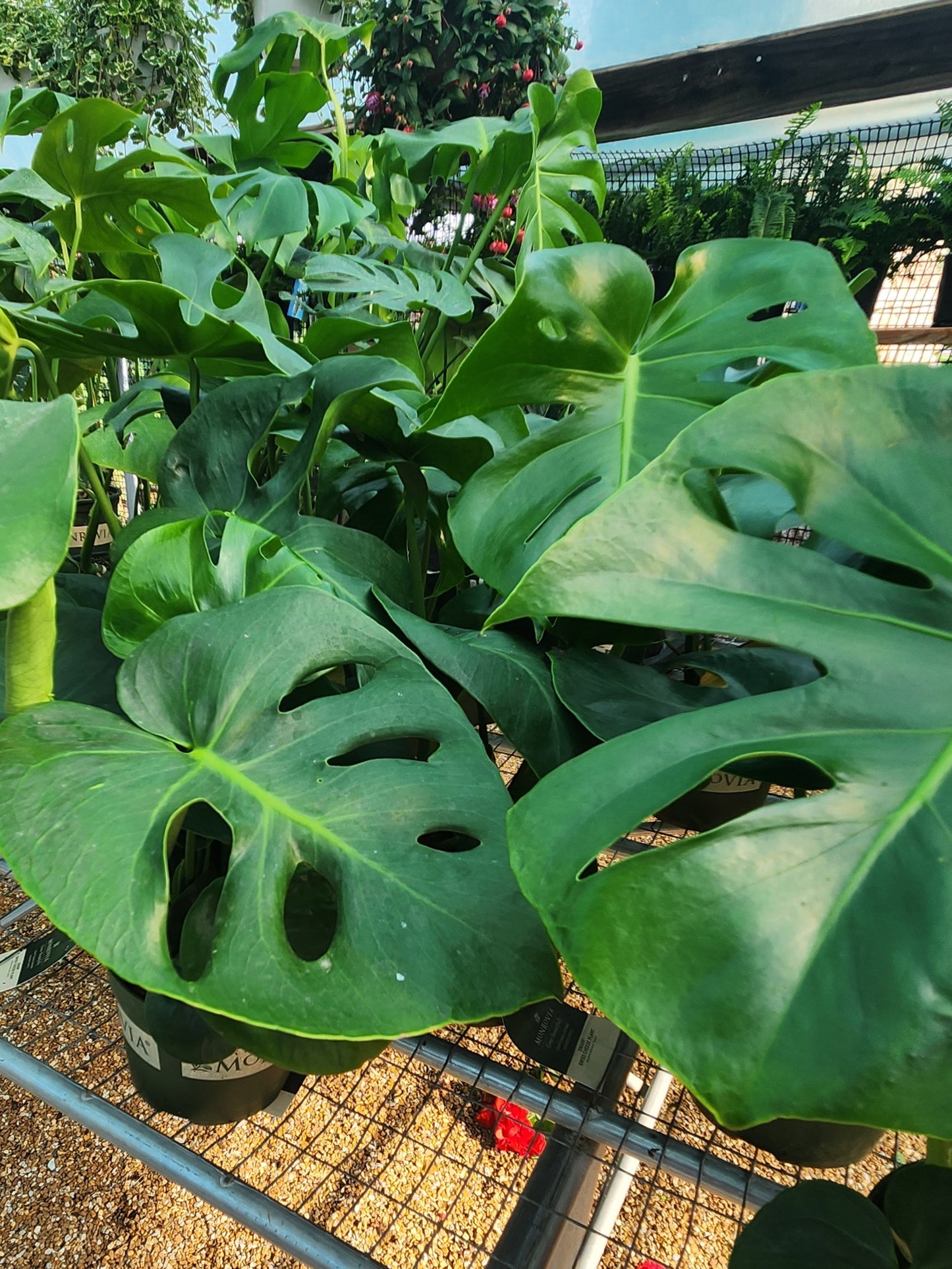 Philodendron, Dwarf Swiss Cheese 'Tauerii' (Monstera)