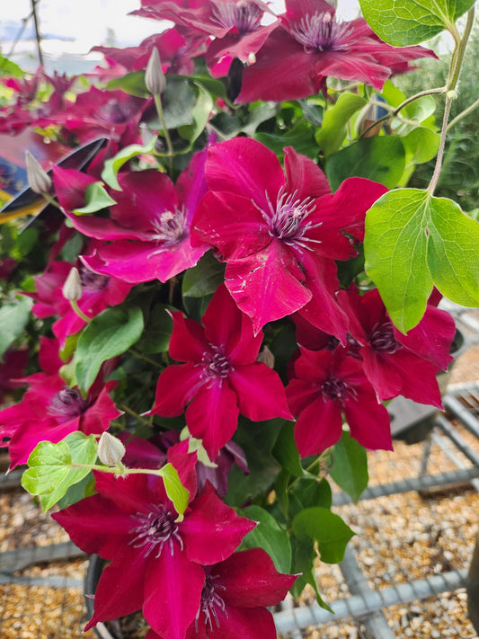 Vine, Clematis Boulevard Compact Patio 'Nubia' (Clematis)