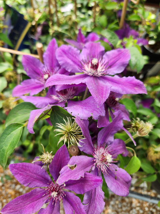 Vine, Clematis Boulevard Compact Patio 'Paulie' (Clematis)