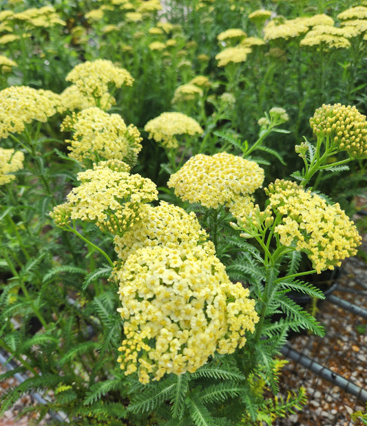 Yarrow 'Sunny Seduction' (Achillea)