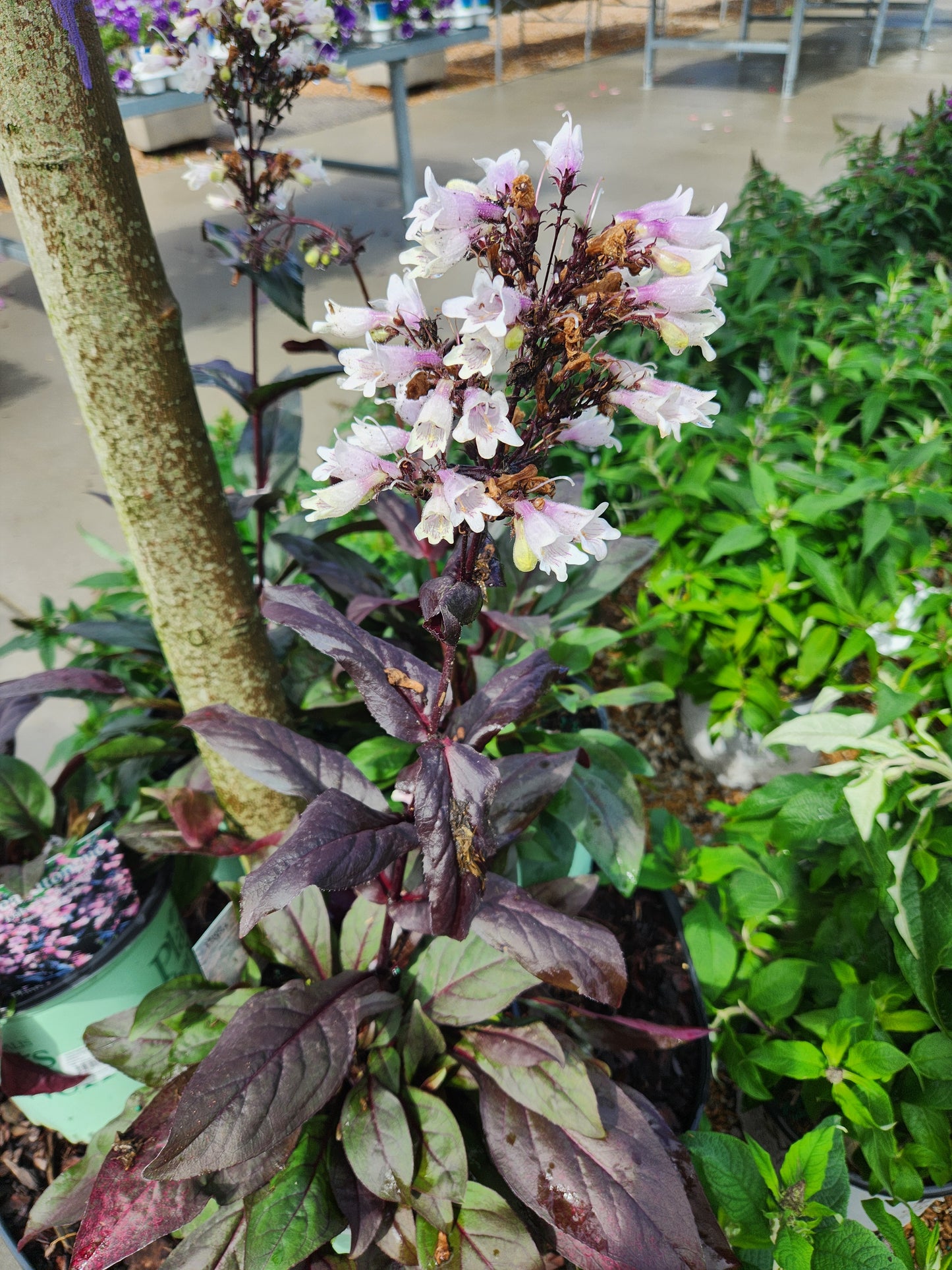 Beardtongue 'Dakota Burgundy' (Penstemon)