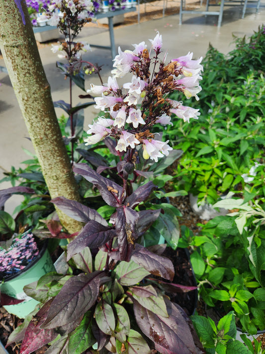 Beardtongue 'Dakota Burgundy' (Penstemon)