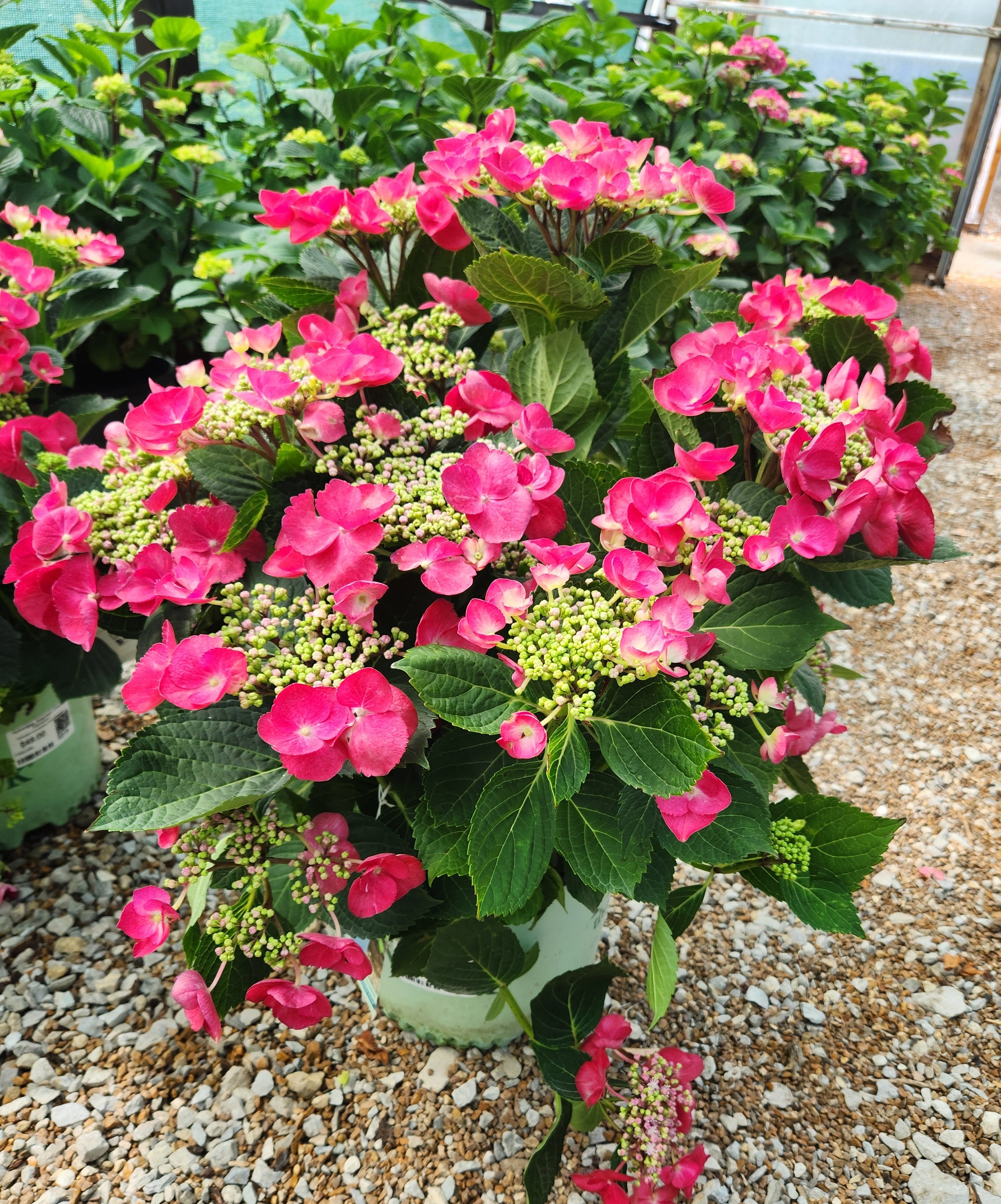 Hydrangea, Big-leaf Mophead 'Cherry Explosion' (Hydrangea